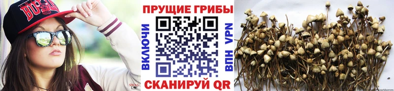 Галлюциногенные грибы Psilocybine cubensis  Купить закладки  Никольск 